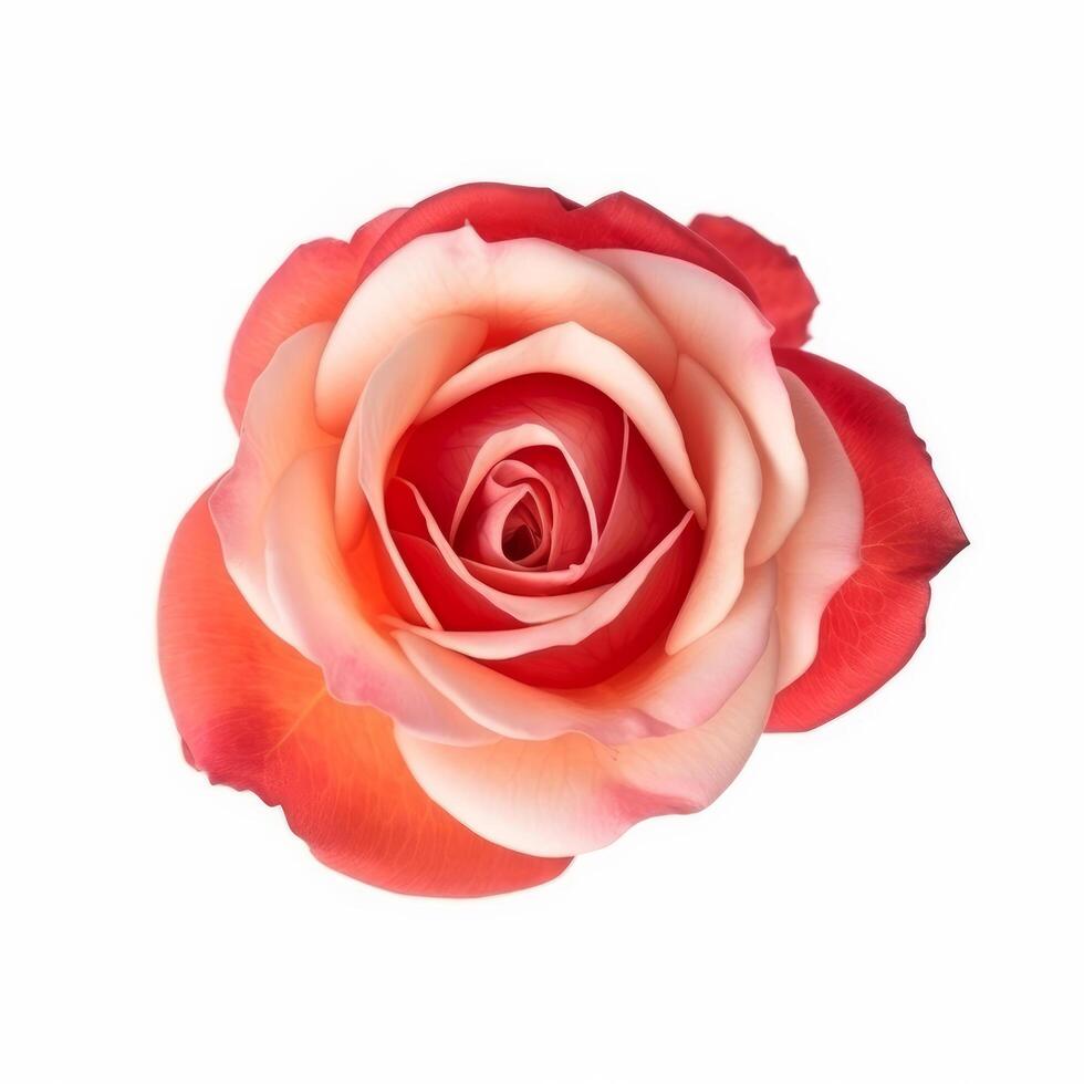 Rose flower isolated on white. Illustration photo