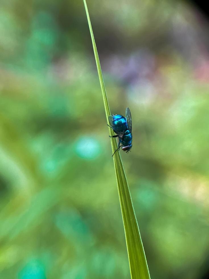 foto de un mosca ese es encaramado