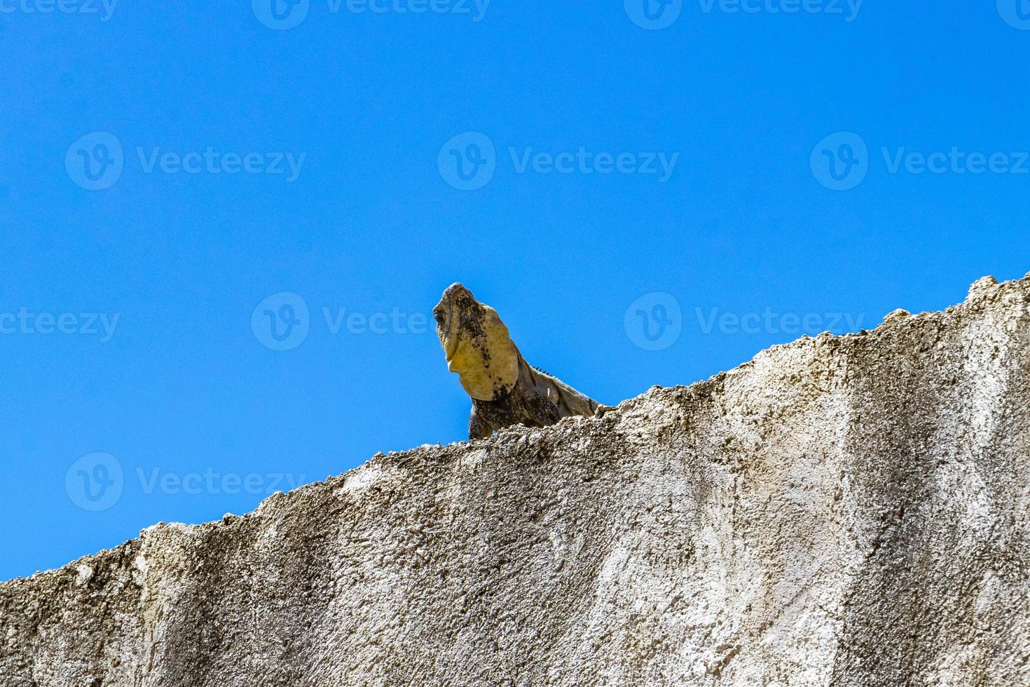 Mexican iguana lies on wall in nature blue sky Mexico. photo