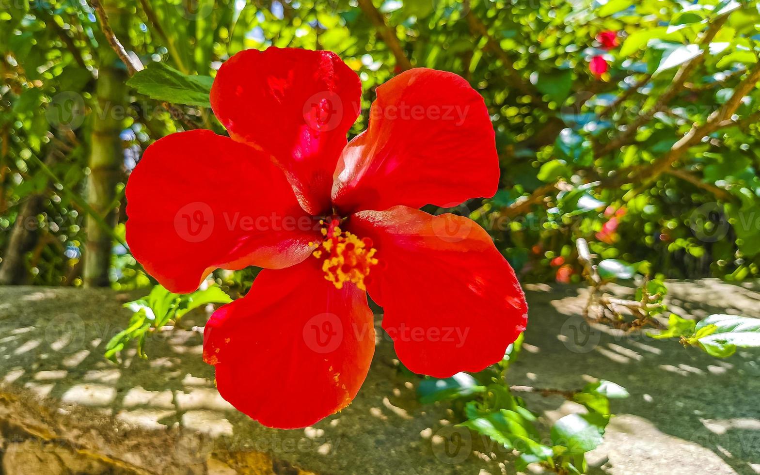 Red beautiful hibiscus flower shrub tree plant in Mexico. photo