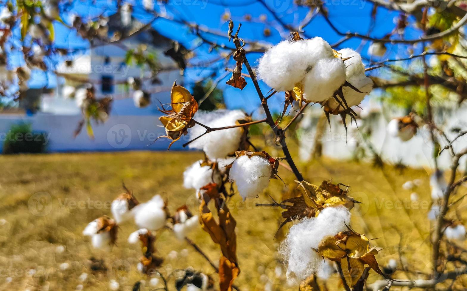 White cotton on tree or plant in Puerto Escondido Mexico. photo