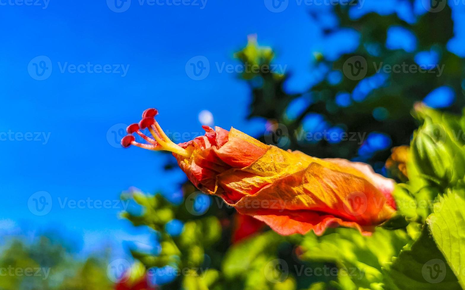 Red beautiful hibiscus flower shrub tree plant in Mexico. photo