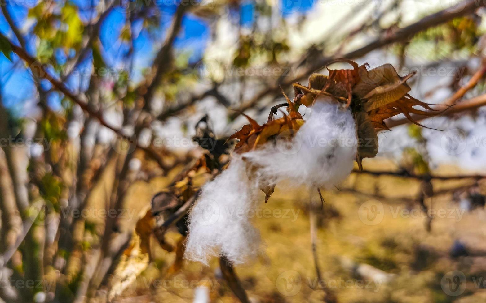 White cotton on tree or plant in Puerto Escondido Mexico. photo