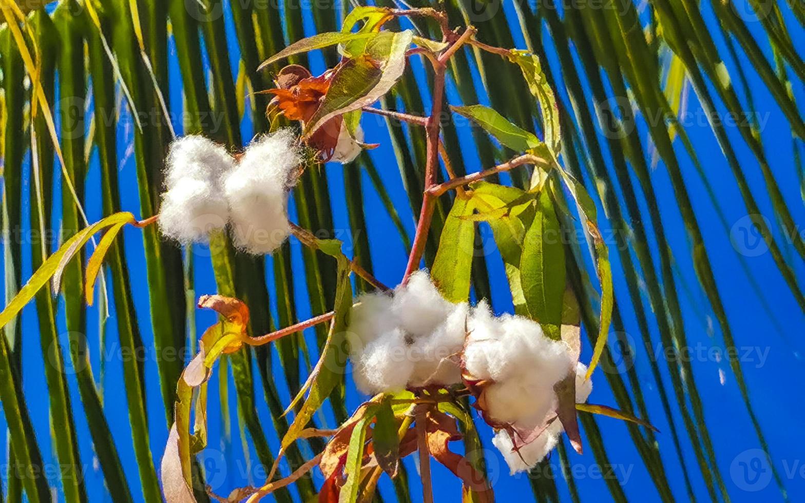 White cotton on tree or plant in Puerto Escondido Mexico. photo