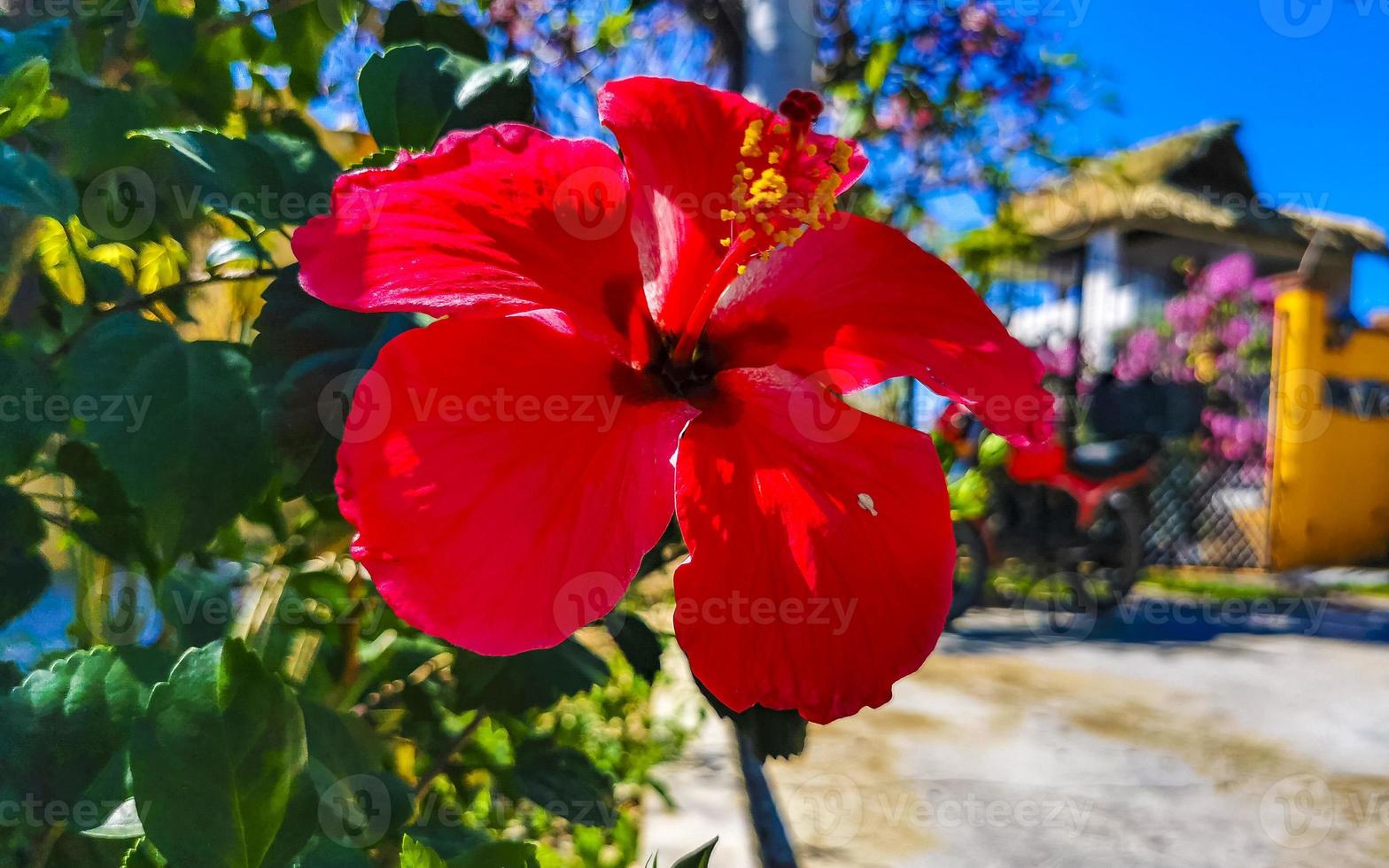 Red beautiful hibiscus flower shrub tree plant in Mexico. photo