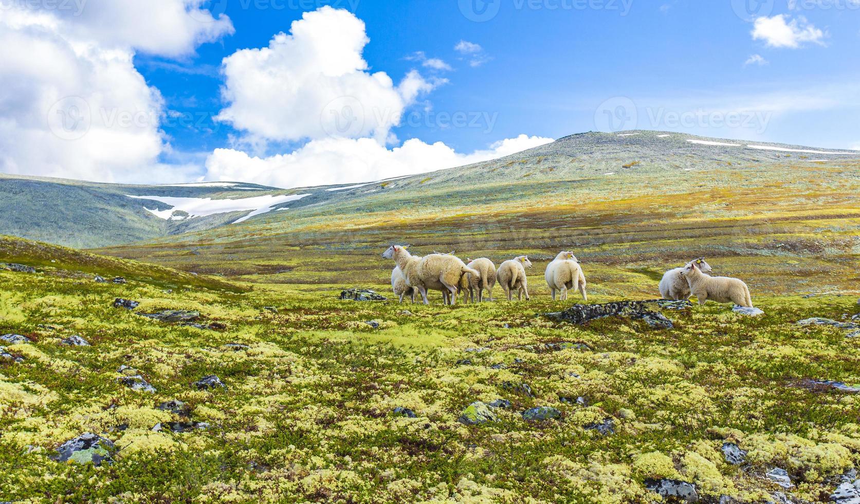 Sheep grazing in mountain landscape panorama Rondane National Park Norway. photo