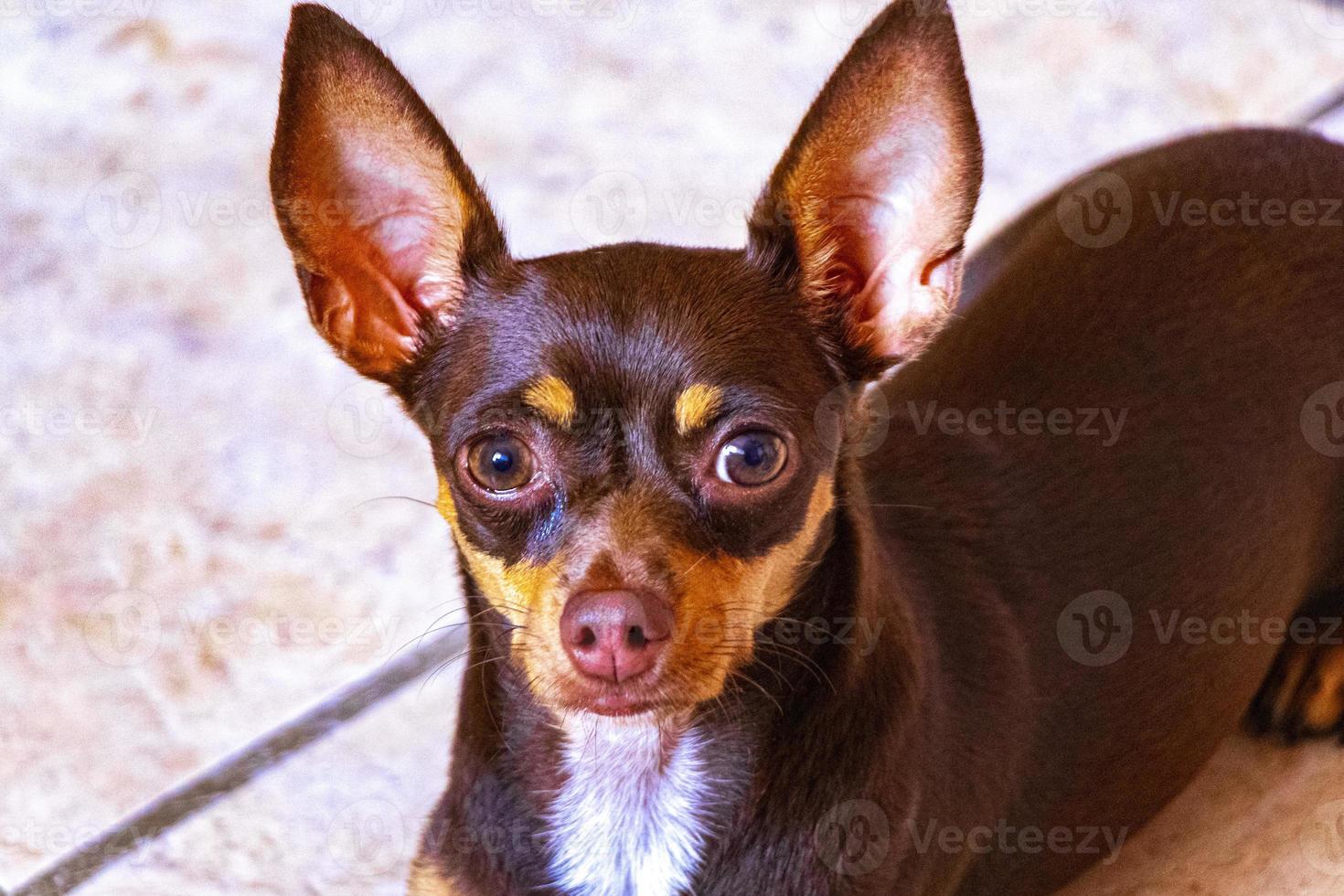 retrato de perro terrier de juguete ruso que parece juguetón y lindo méxico. foto