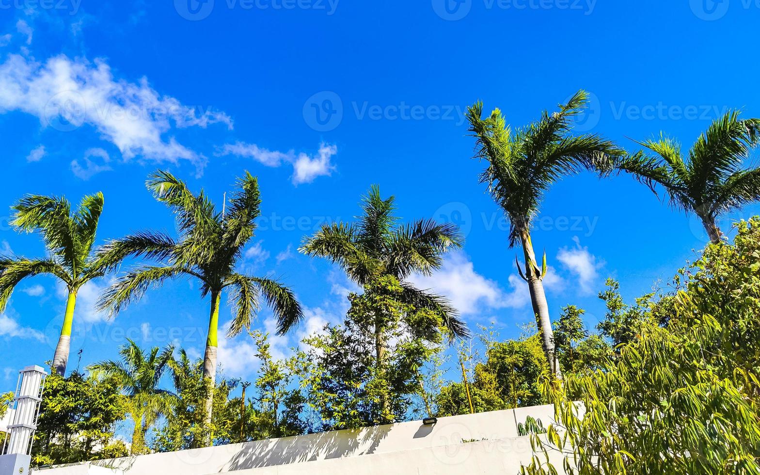 Tropical natural palm tree palms blue sky in Mexico. photo