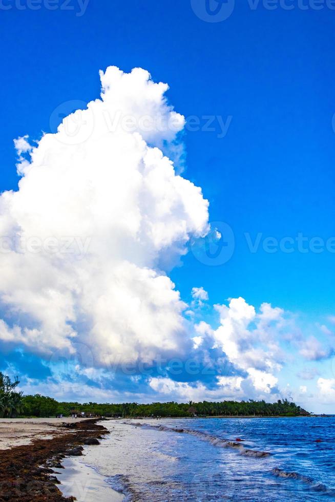 Tropical Caribbean beach water seaweed sargazo Playa del Carmen Mexico. photo