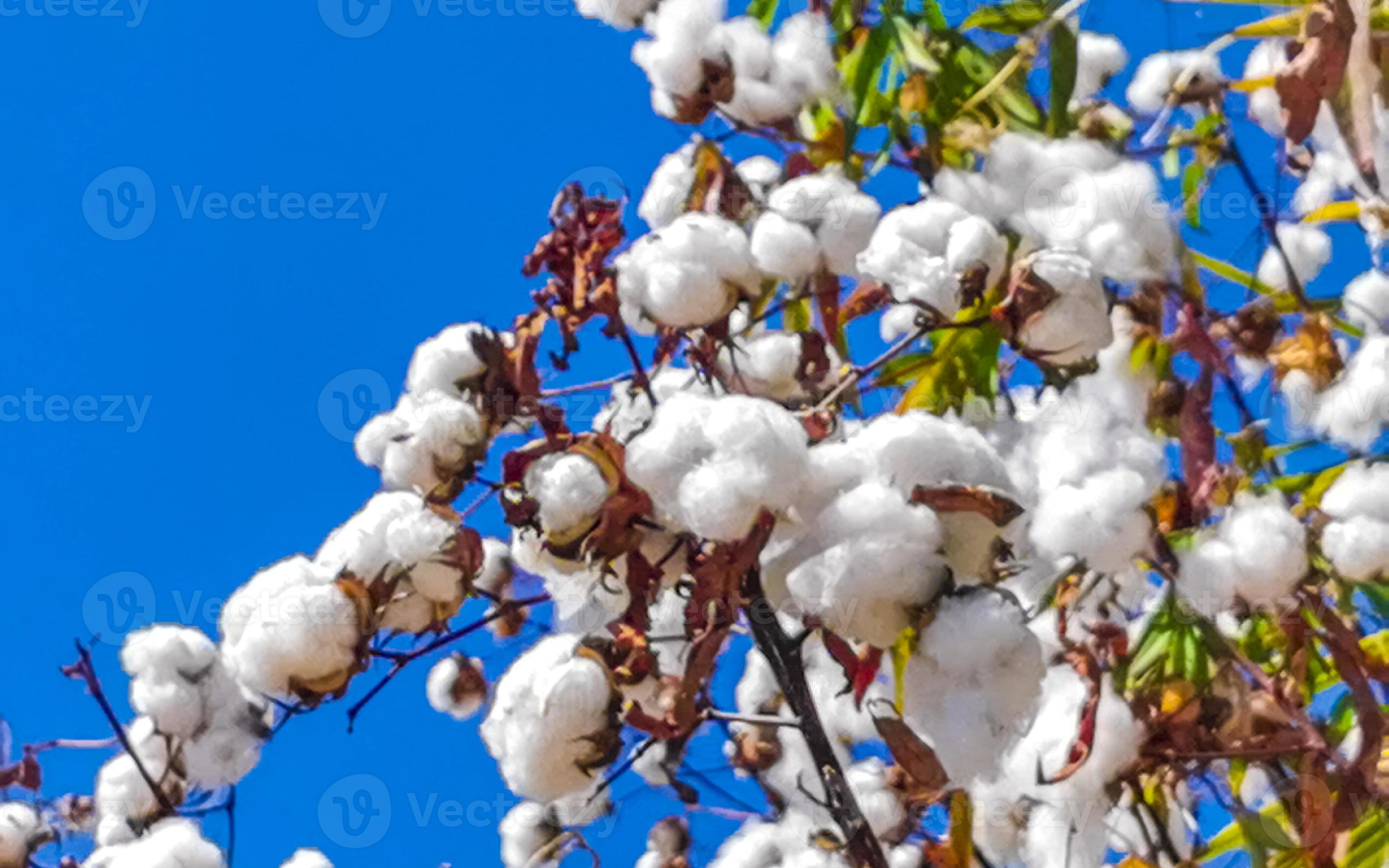 White cotton on tree or plant in Puerto Escondido Mexico. 22339291