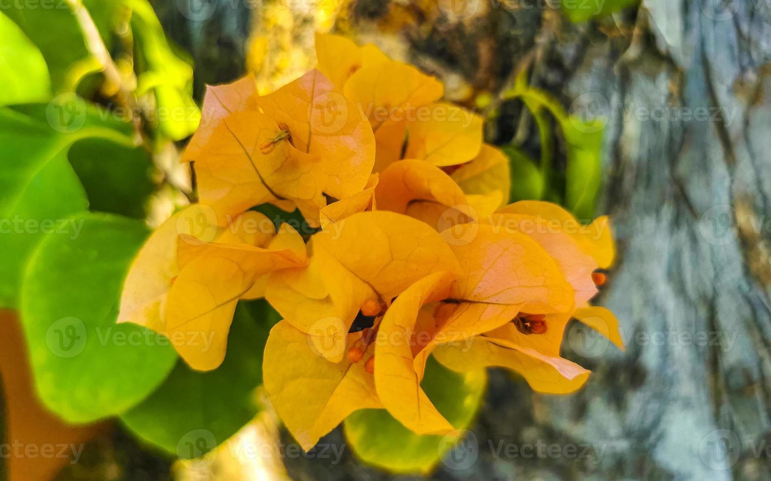 Bougainvillea orange yellow flowers blossoms in Puerto Escondido Mexico. photo