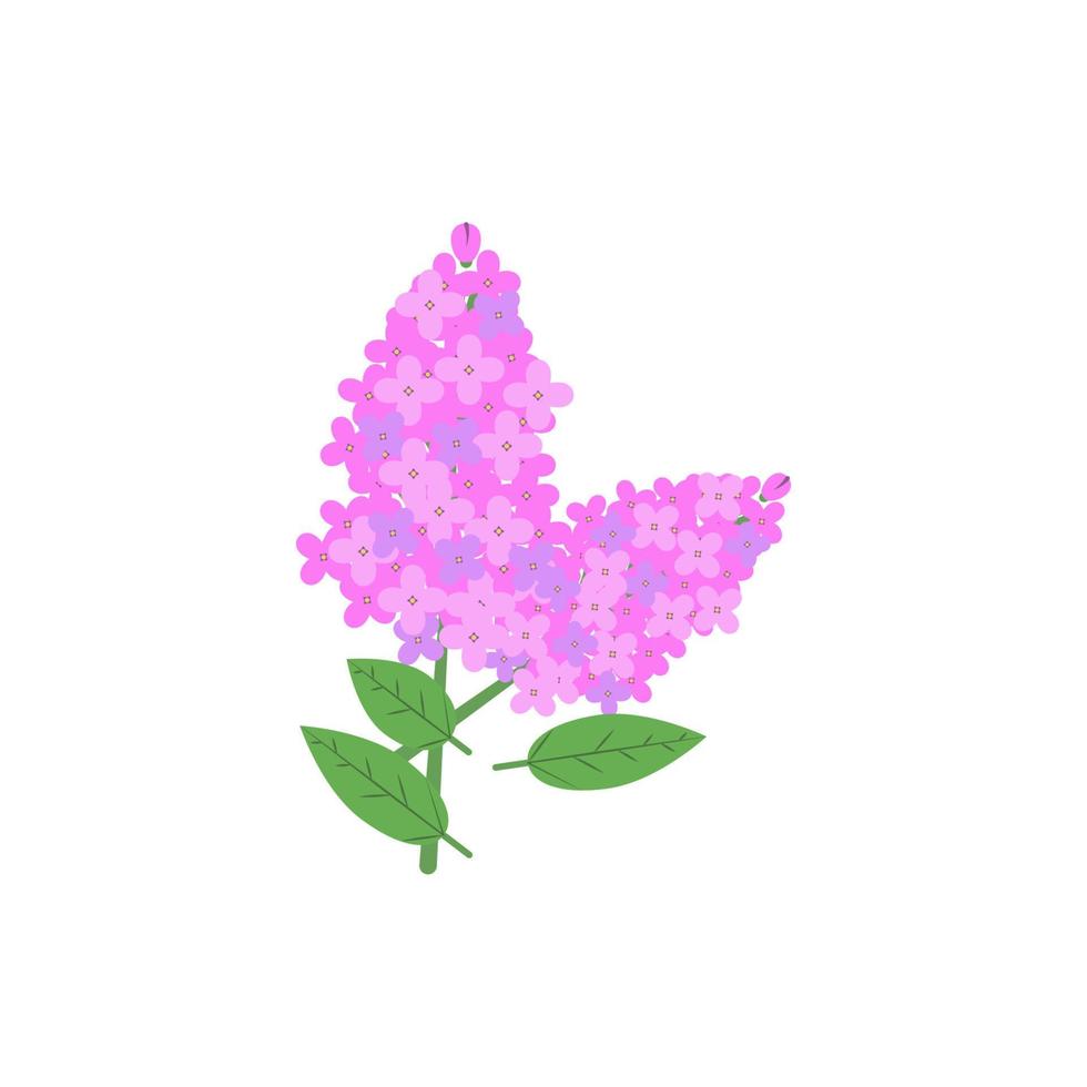 Jasmine flowers color vector icon