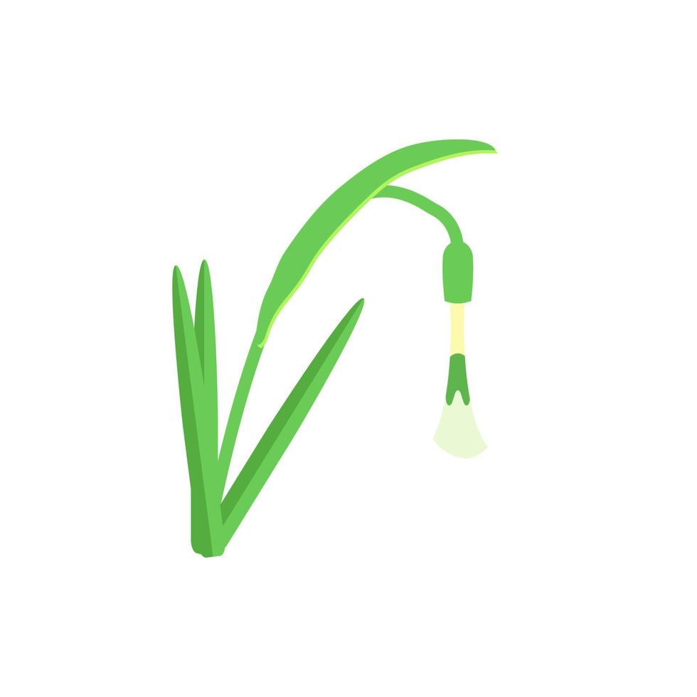 Snowdrop flower color vector icon