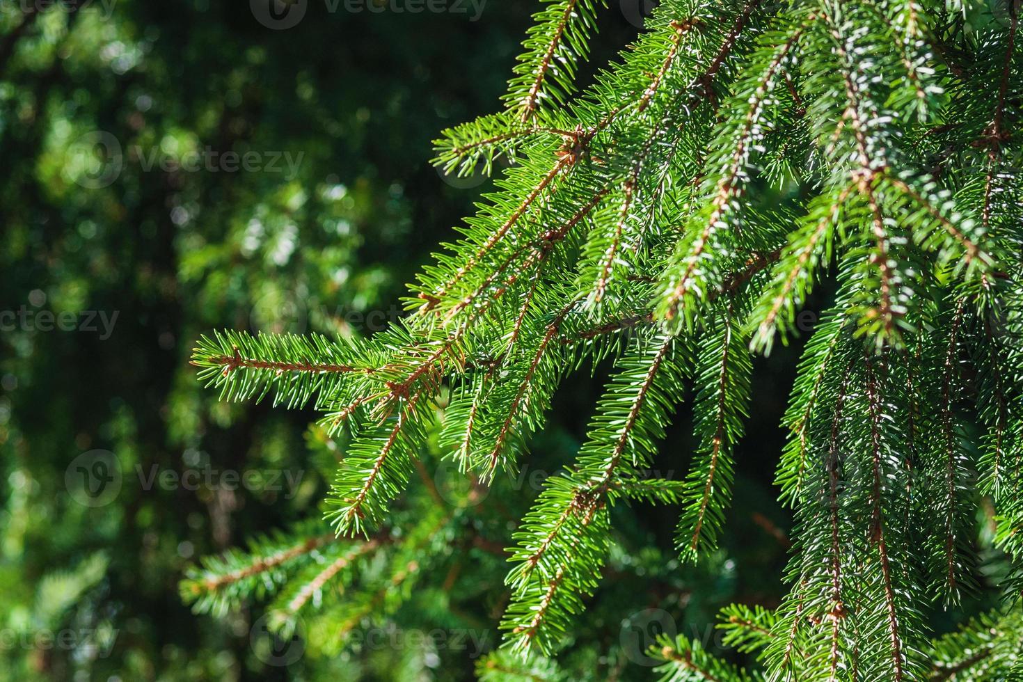 Spruce branches in summer forest in the sun, closeup photo