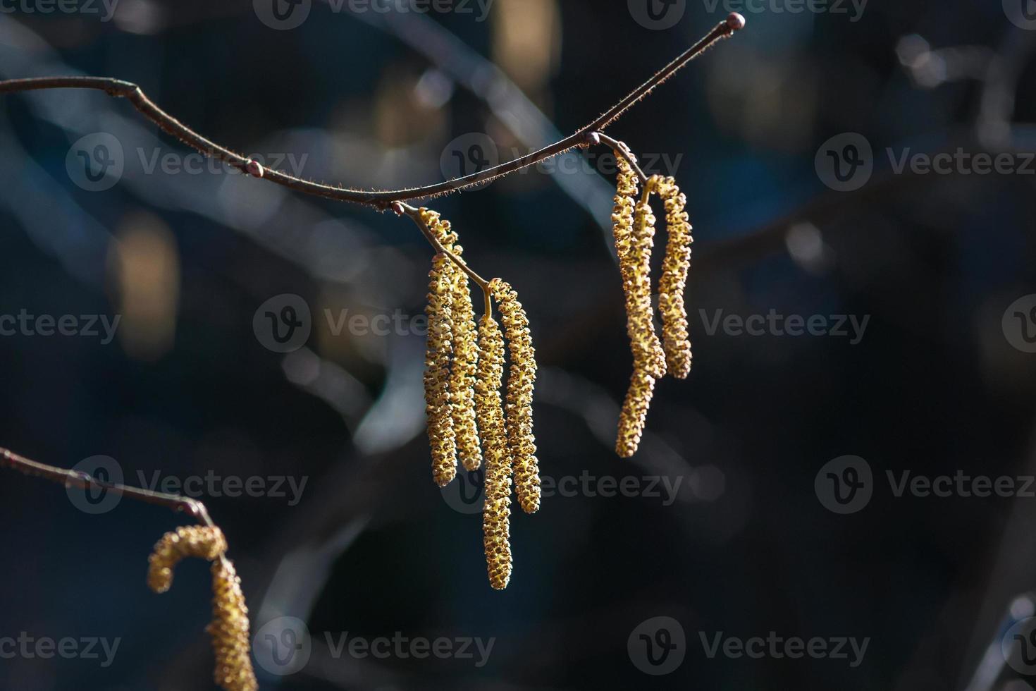 Catkins on tree brunch in spring forest - European filbert tree blooming photo