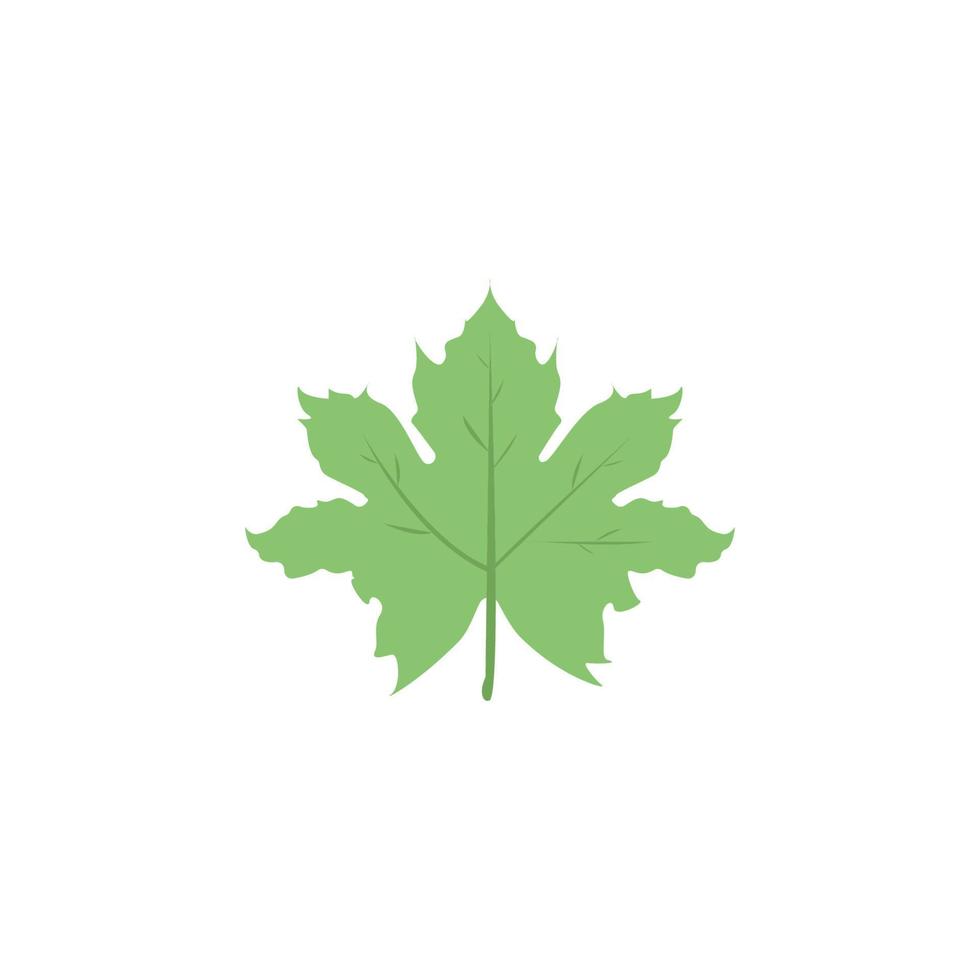 Maple Leaf colored vector icon