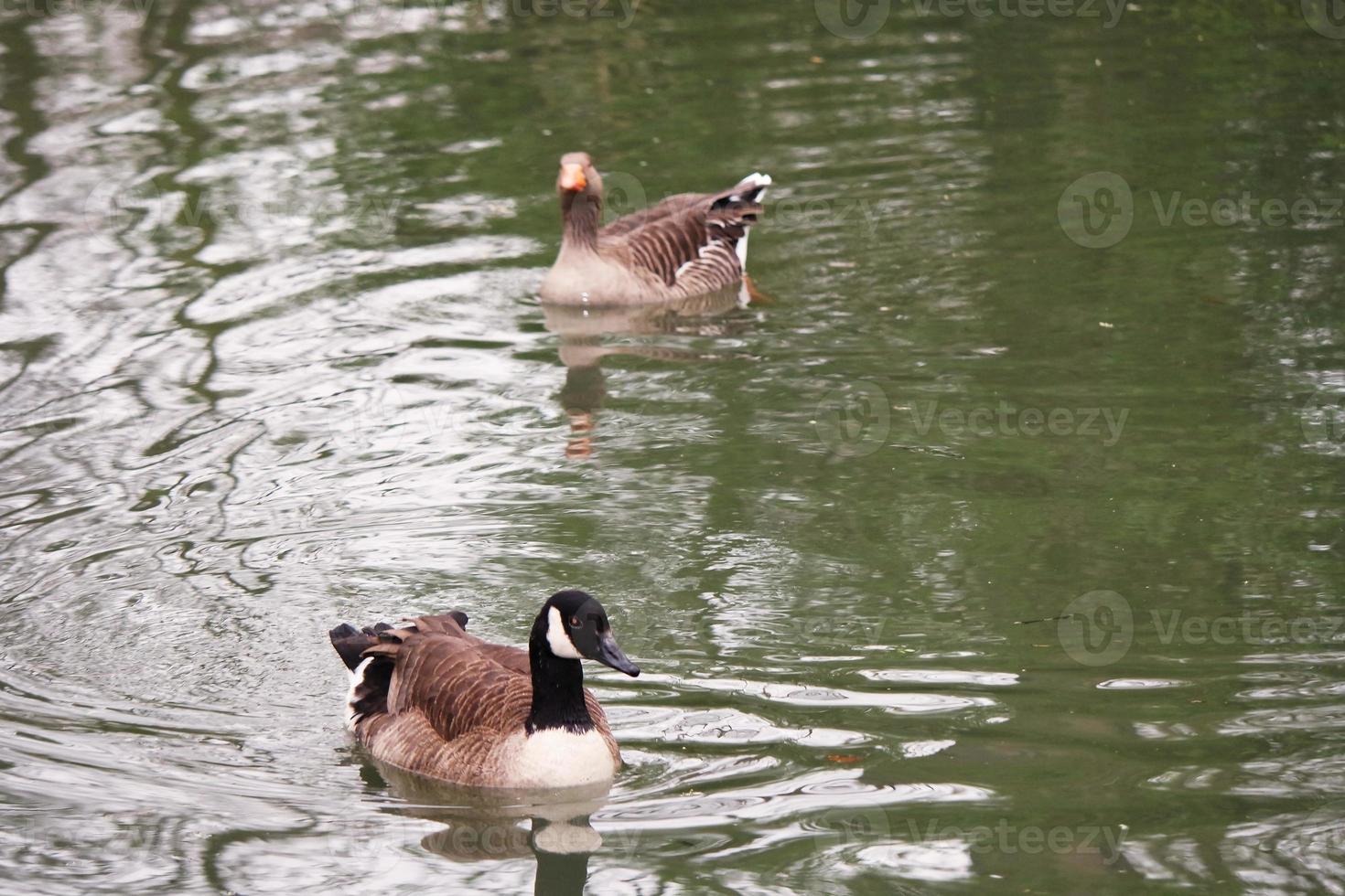 Cute Water Birds at Lake Side of Local Public Park photo