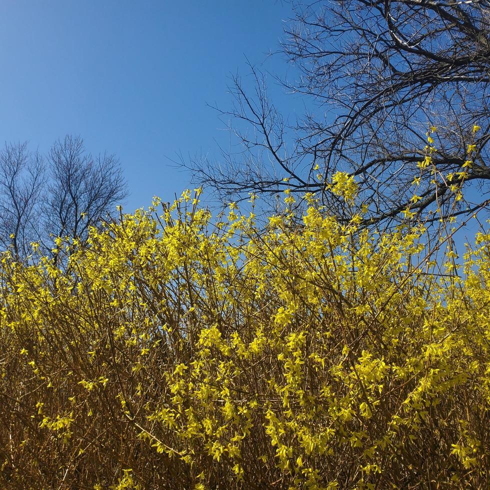 Flowering yellow Bush photo
