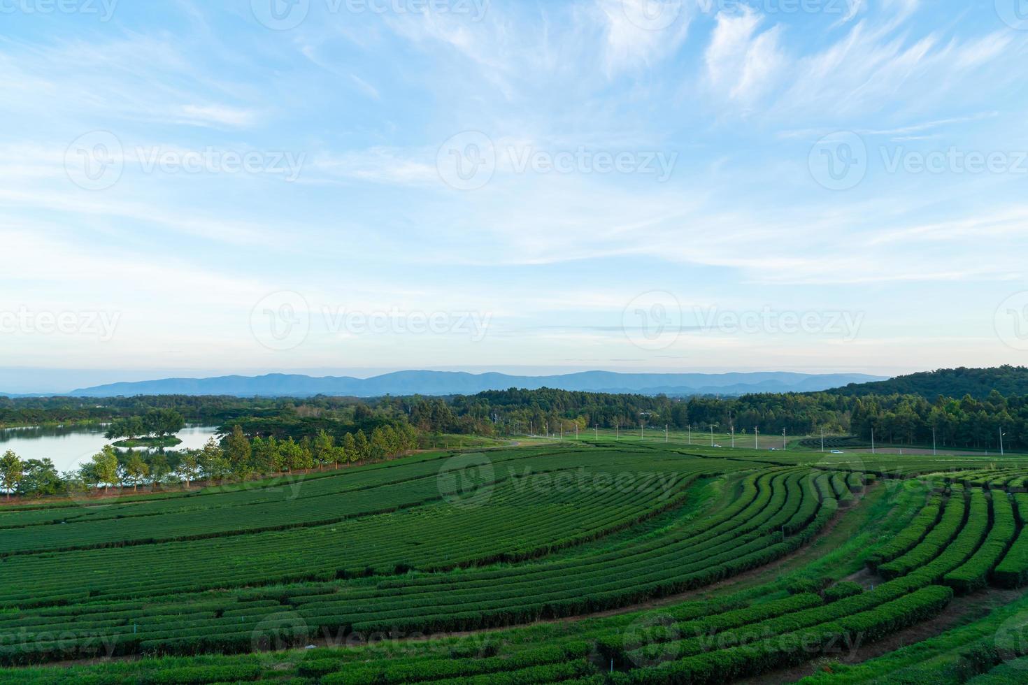 tea plantation on mountain in morning photo