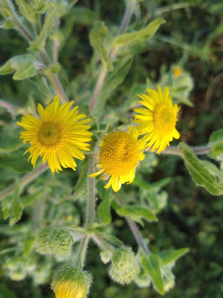 beautiful yellow flowers in the garden. photo