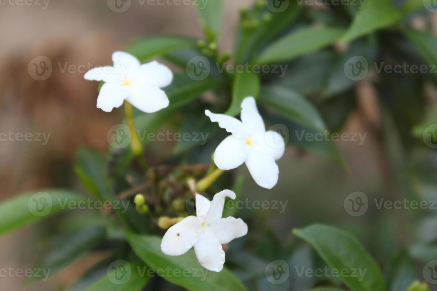White jasmine flower in nature garden. Jasmine Jasmine photo
