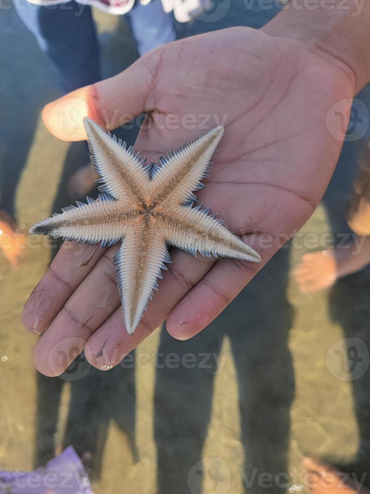 sea beach fish beauty photo