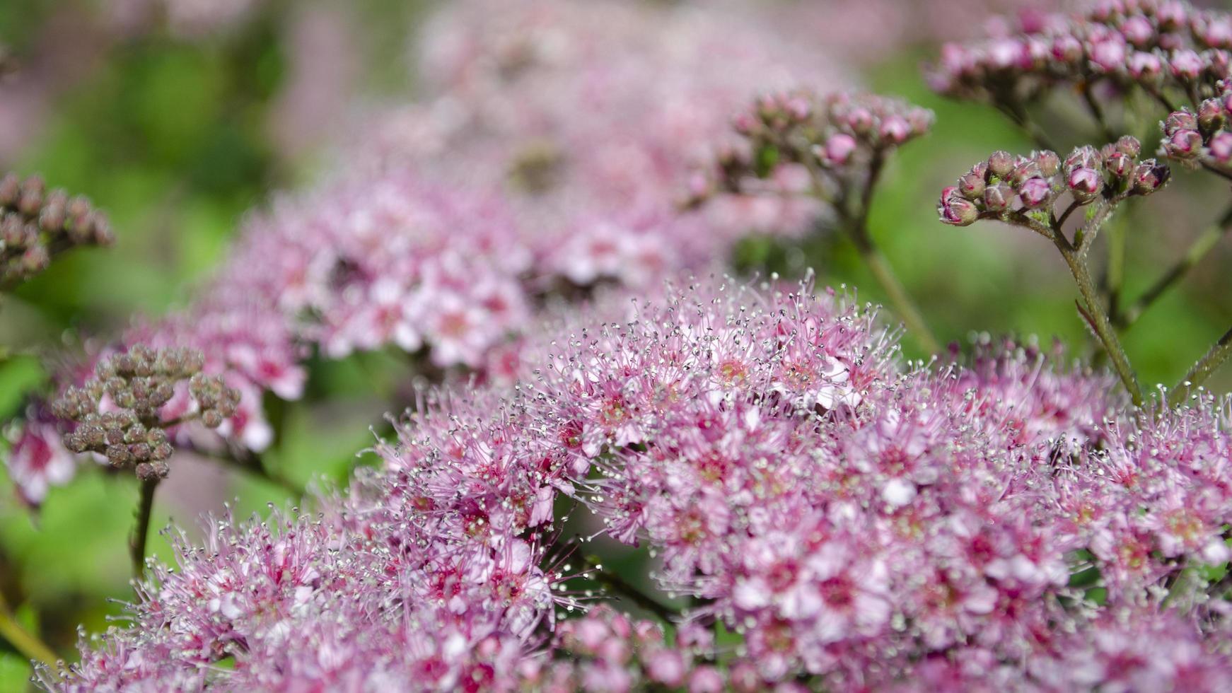 Abstract soft background with beautiful pink flowers. Blossom and sunlight. Selective focus image. photo
