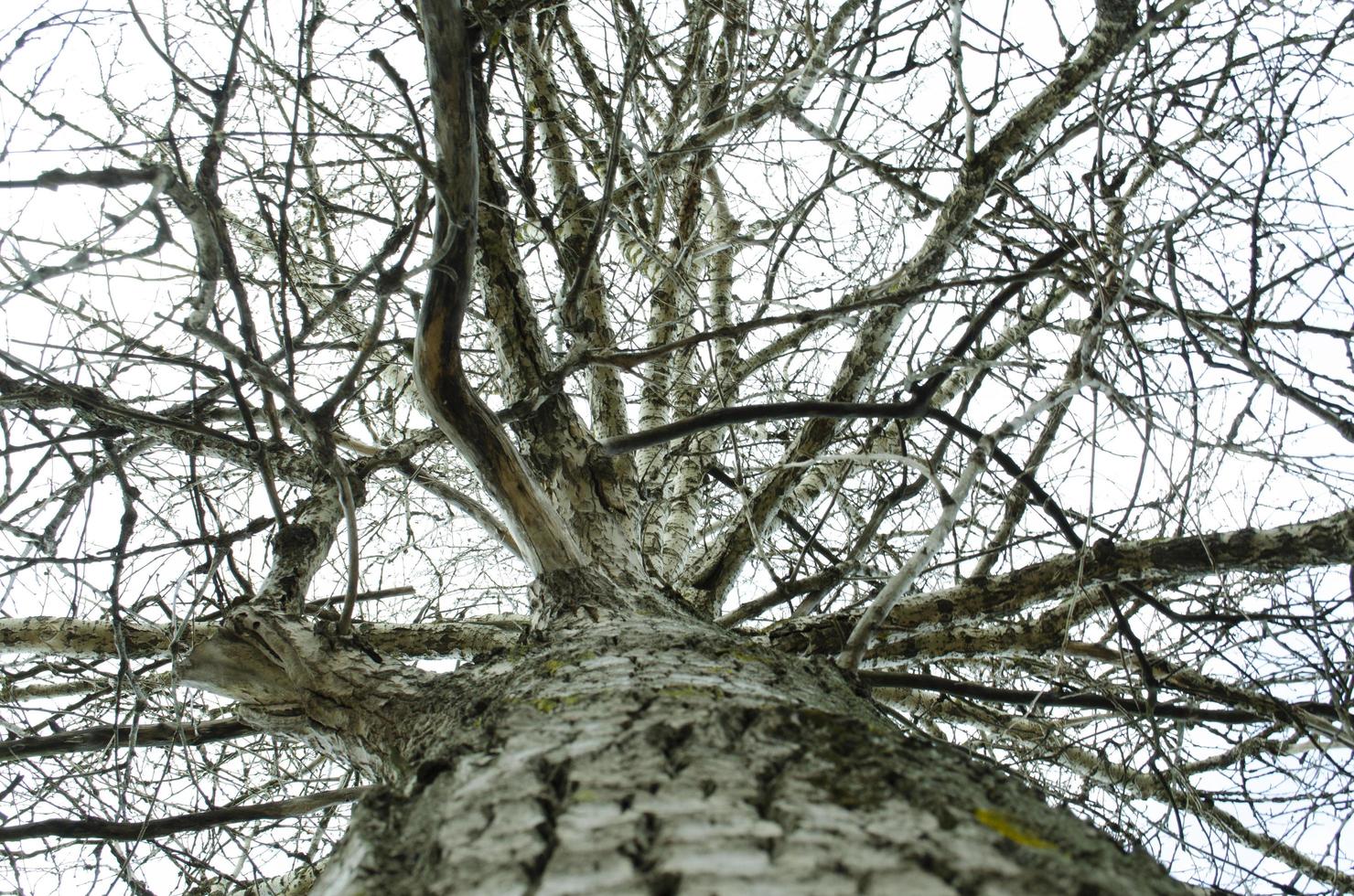 Looking up. Sky through the tree branches. View through the tree. photo