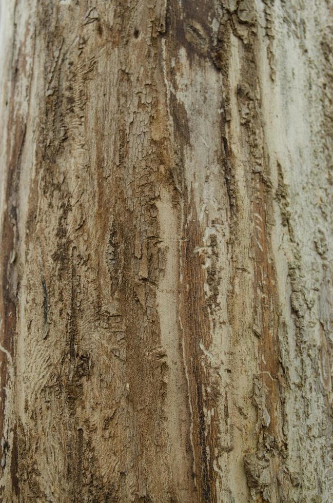 Smooth tree bark texture. Nature wooden texture closeup. photo