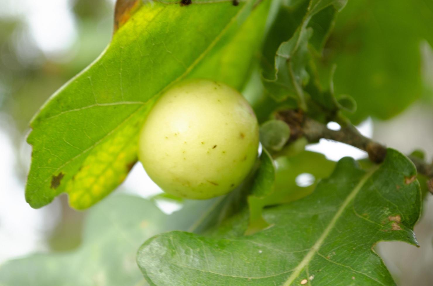 Acorn on the branch. Close up picture with selective focus. Nature background. photo