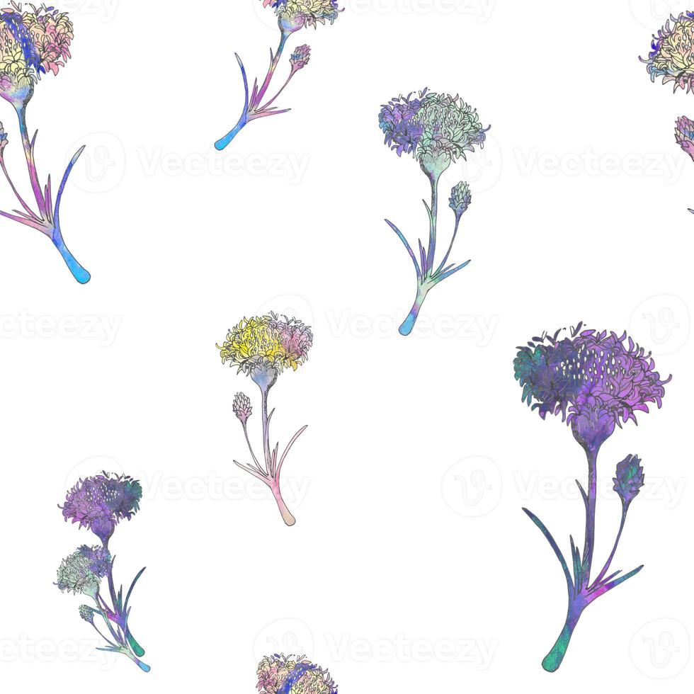 Flowers with watercolor texture. Watercolor field flowers. Flowers pattern on white background. photo