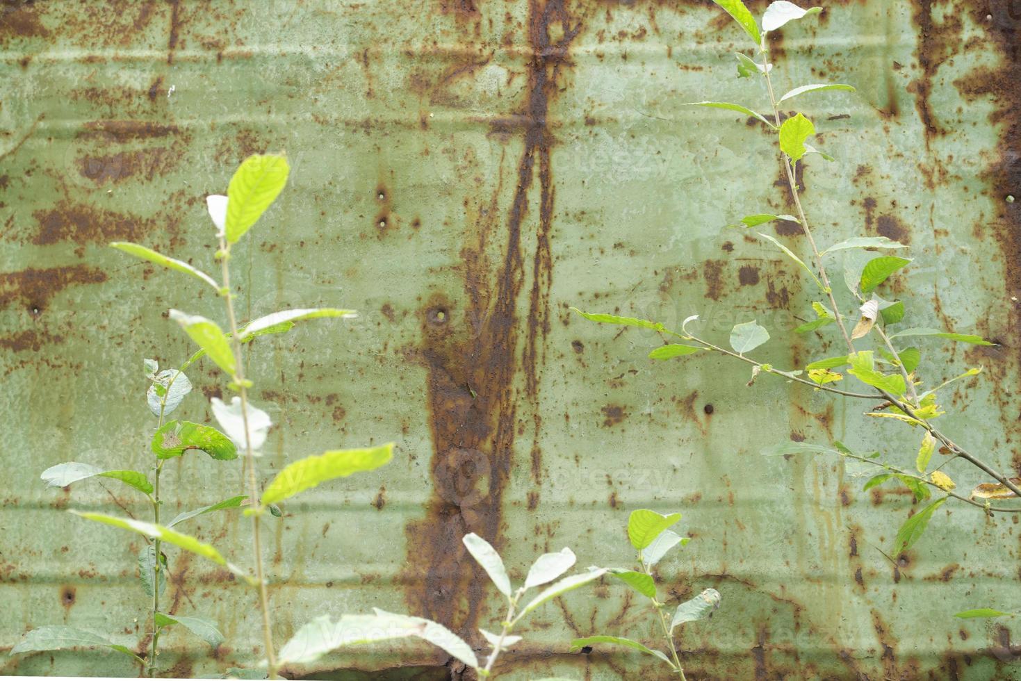 Young tree near rusty and oxidized background. Old iron panel. Dirty white, brown and black rust on a white metal plate. Grunge rusty metal texture. Rusty metal wall. Metal surface streaked with rust. photo