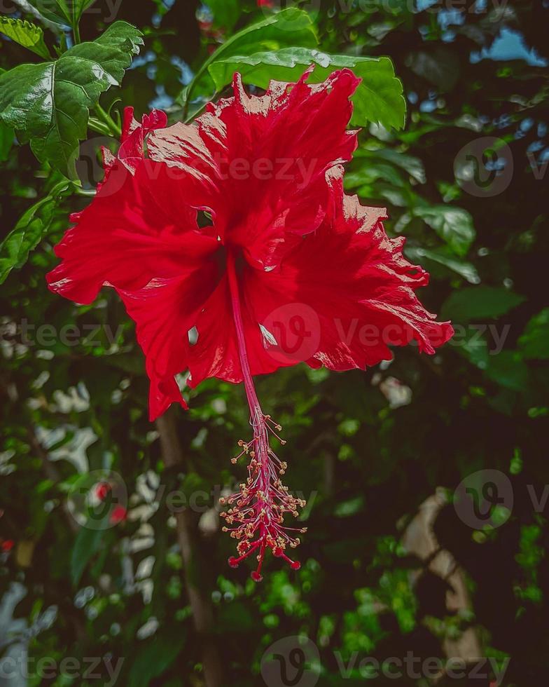 A red flower with green leaves photo