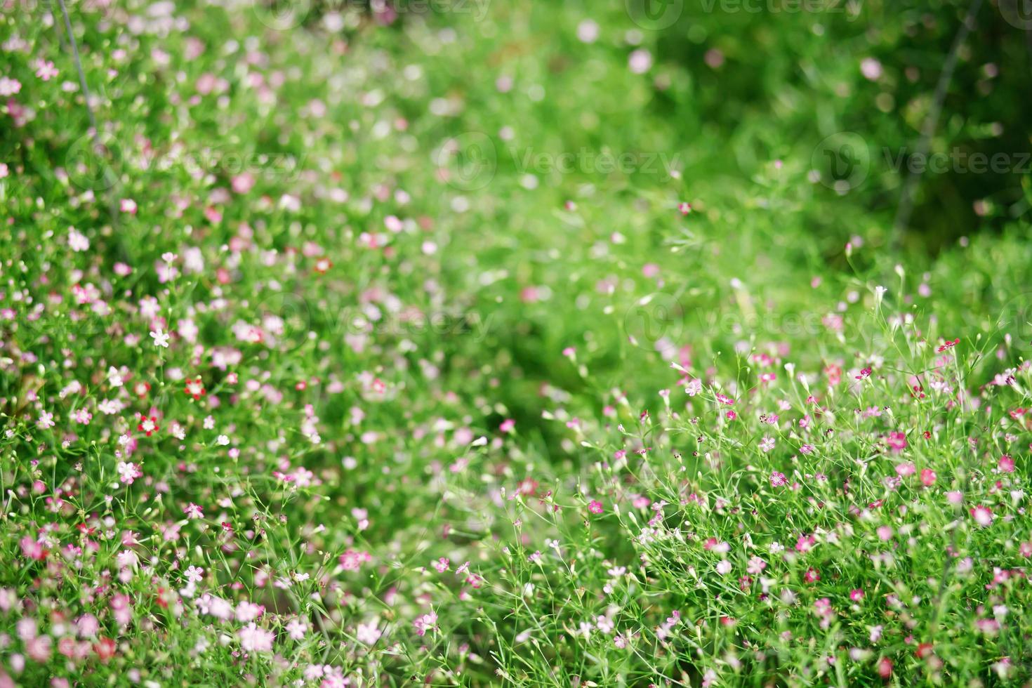 background beautiful natural pink flowers in the flower garden photo