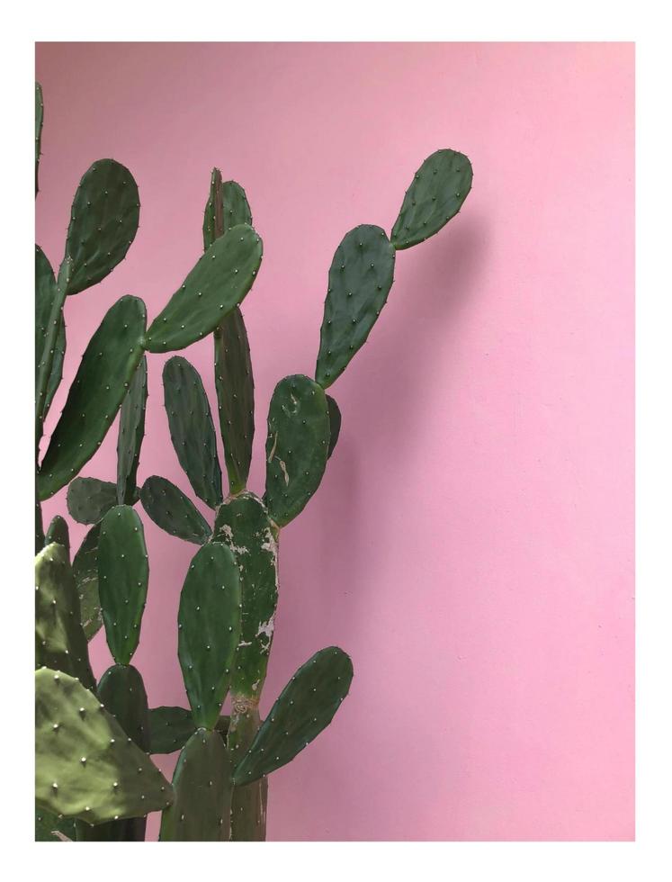 cactus with pink background photo