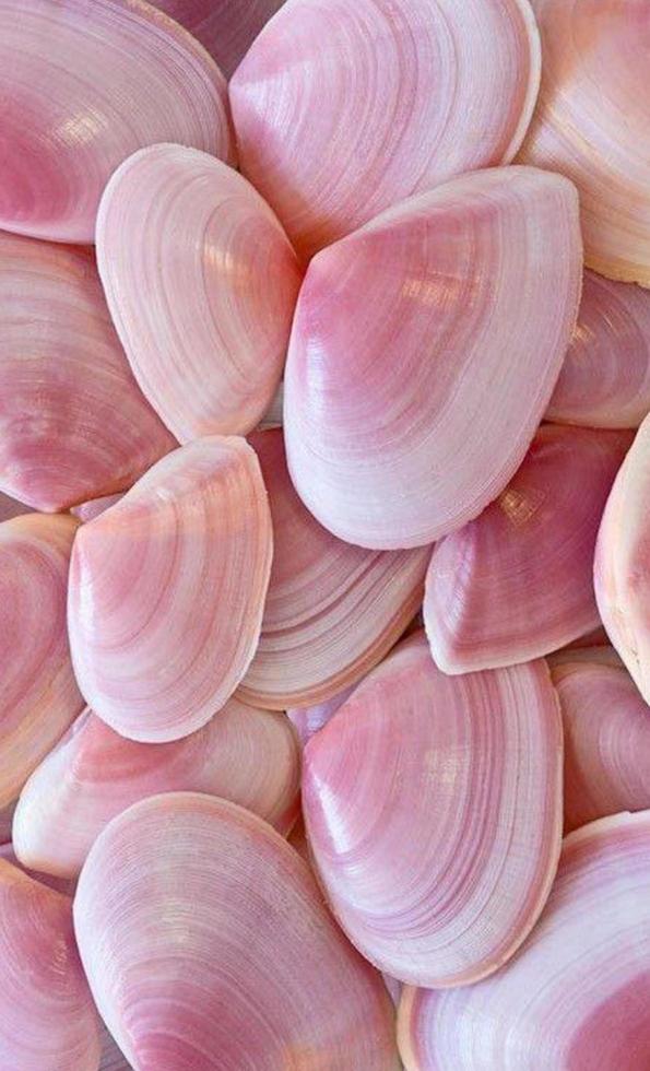 pink sea shell photo