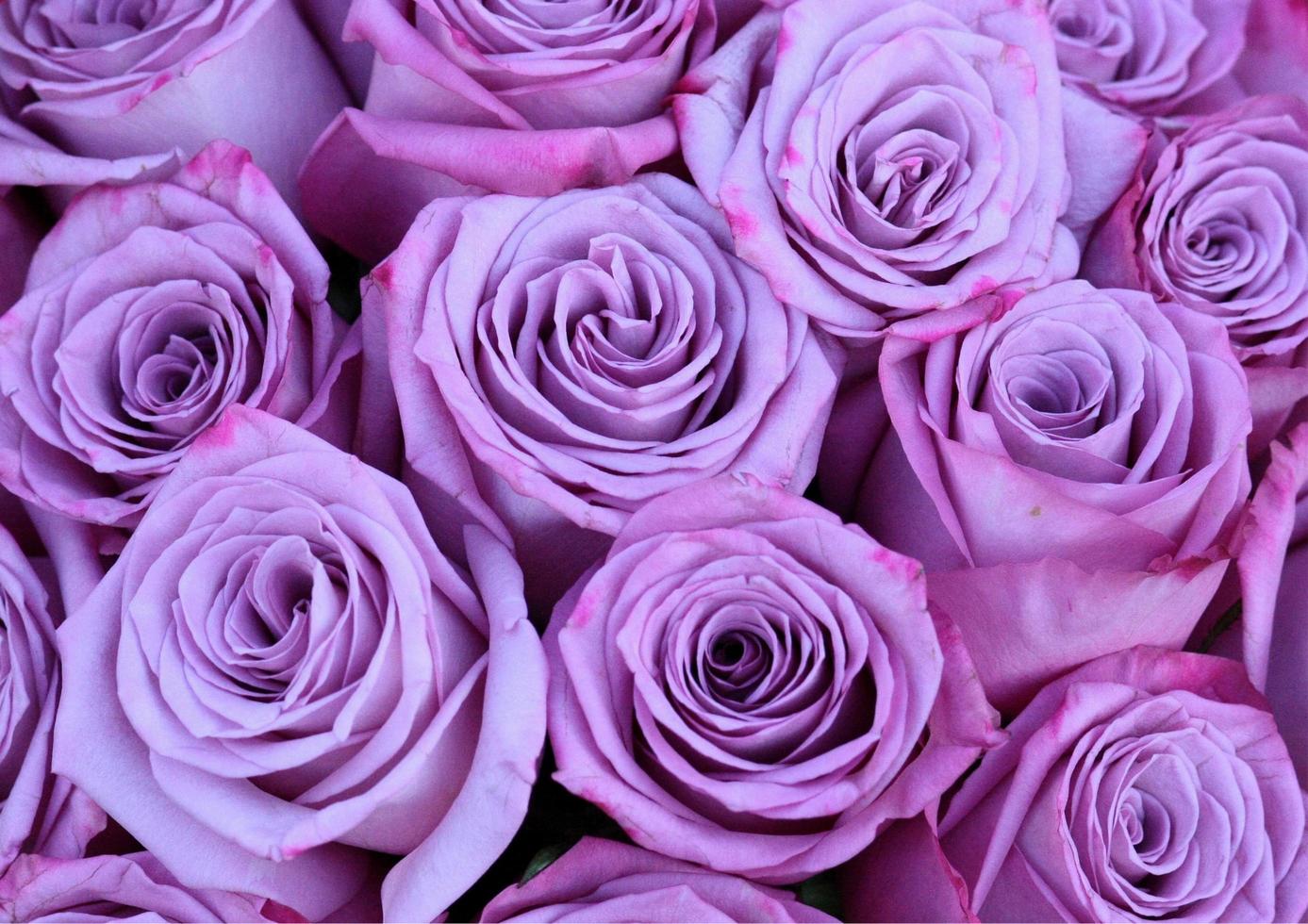 lavender rose flower photo