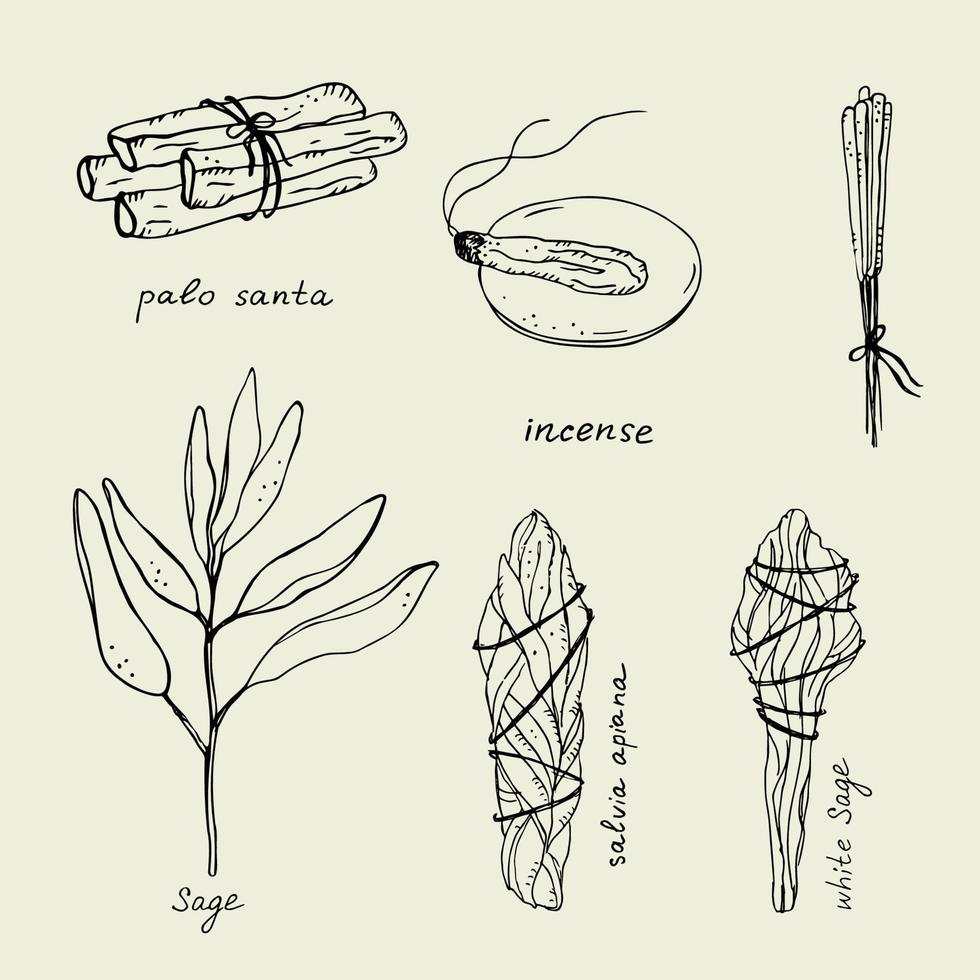 Incense,smudge stick. Illustration of sage, dry white sage, Palo Santo sacred tree, incense sticks, aromatherapy and fumigation, spiritual practices. Hand-drawn illustration vector