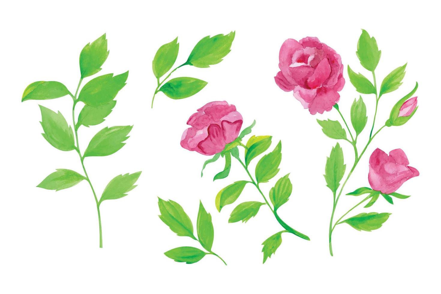 Hand drawn roses and leaves set illustration, hand drawn watercolor vector illustration for greeting card or invitation design