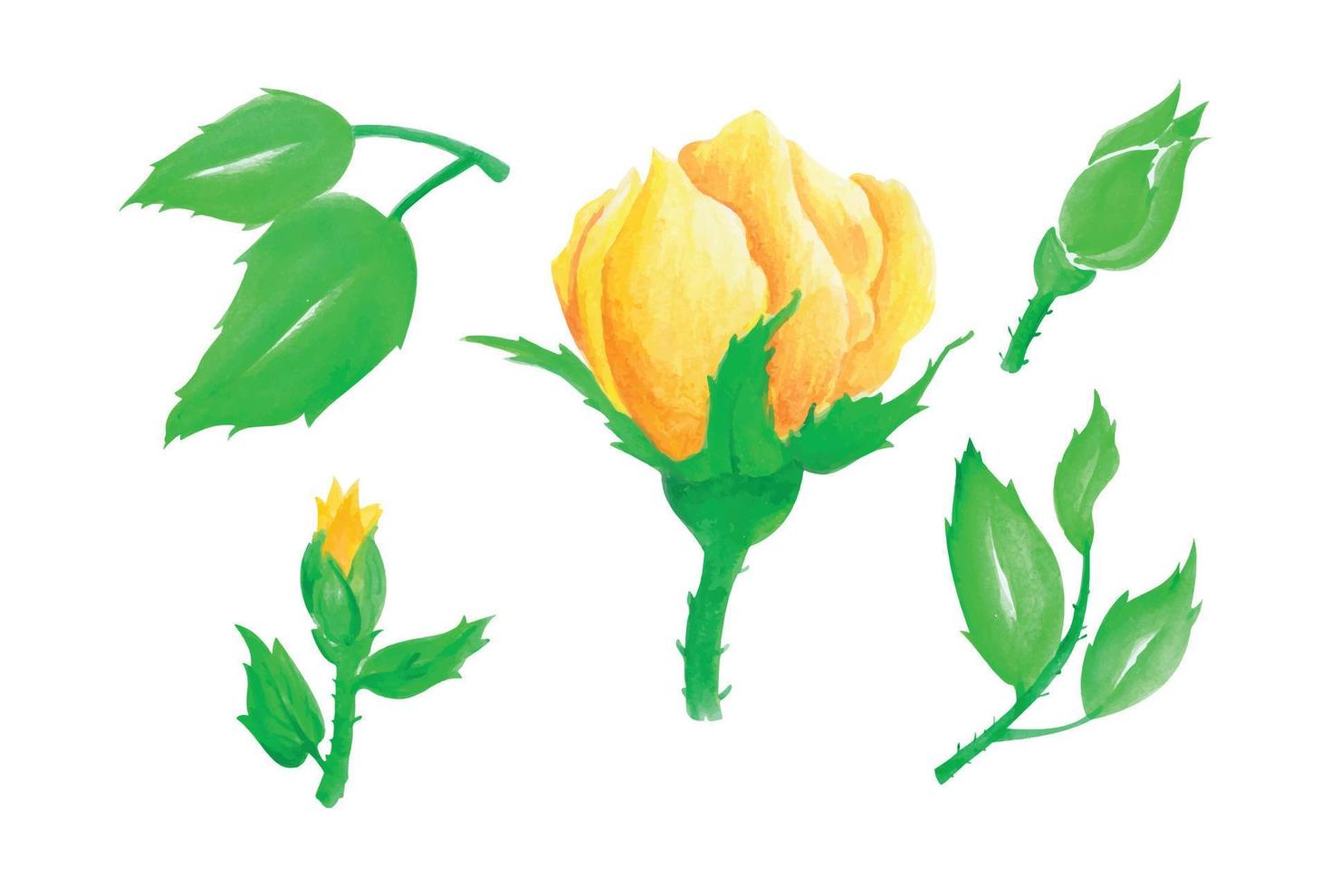 primavera flor recopilación, floreciente amarillo Rosa en blanco fondo, mano dibujar acuarela vector ilustración para saludo tarjeta y invitación