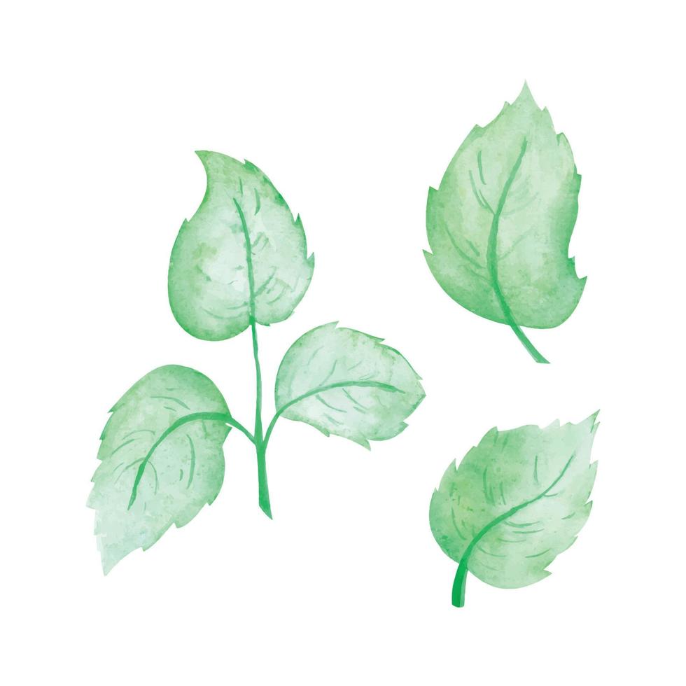 Green leaves vector watercolor, hand drawn watercolor vector illustration for greeting card or invitation design