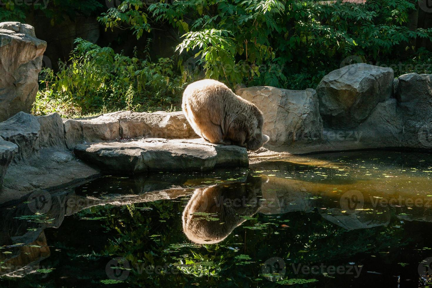 white Bear on the lake look at your reflection photo