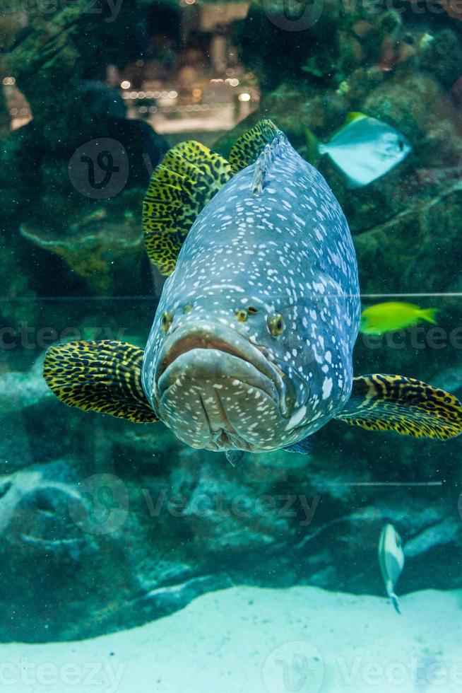 Fish Large grouper photo