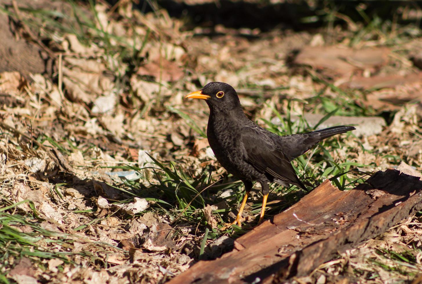 portrait of a common blackbird in the countryside of Argentina photo