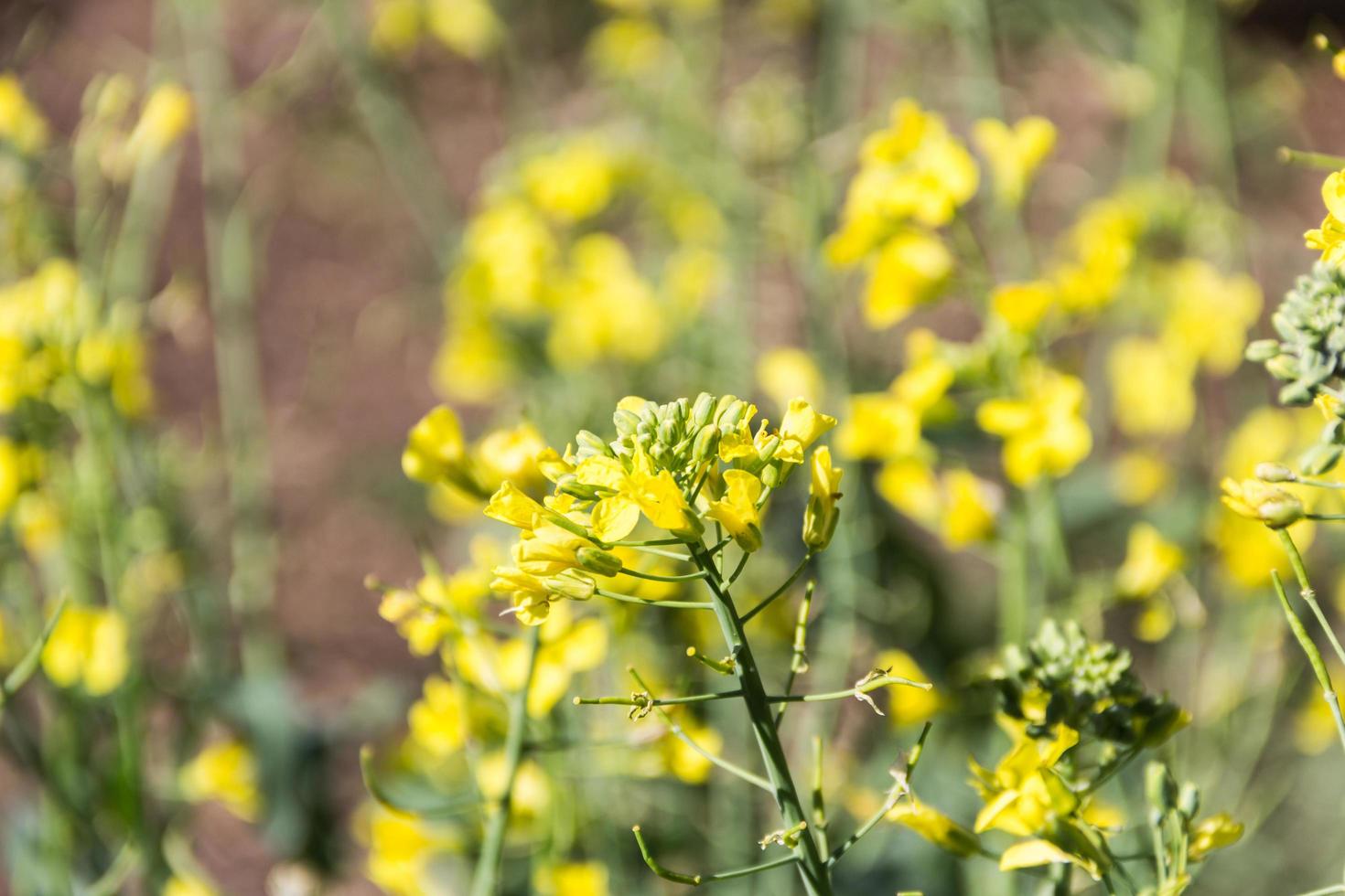 yellow rapeseed flowers in spring photo