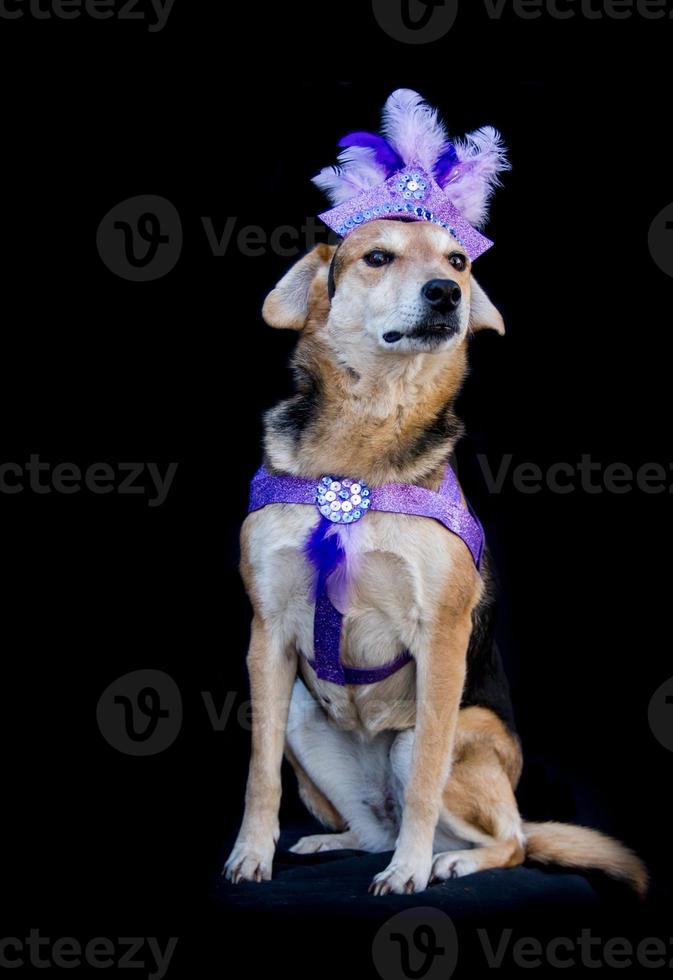 retrato de un perro vestido de carnaval, con plumas, lentejuelas y brillos foto