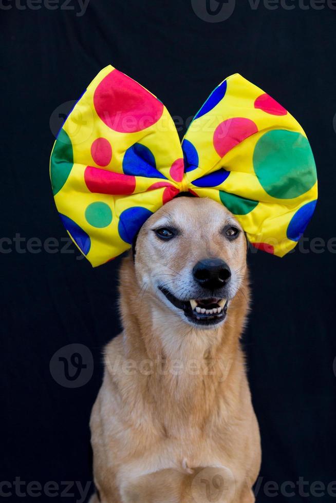 portrait of dog with a big polka dot bow on his head photo