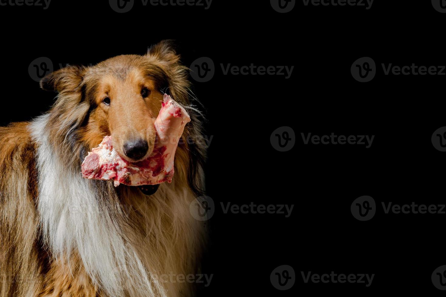 portrait of a collie dog with a raw meat bone on a black background photo