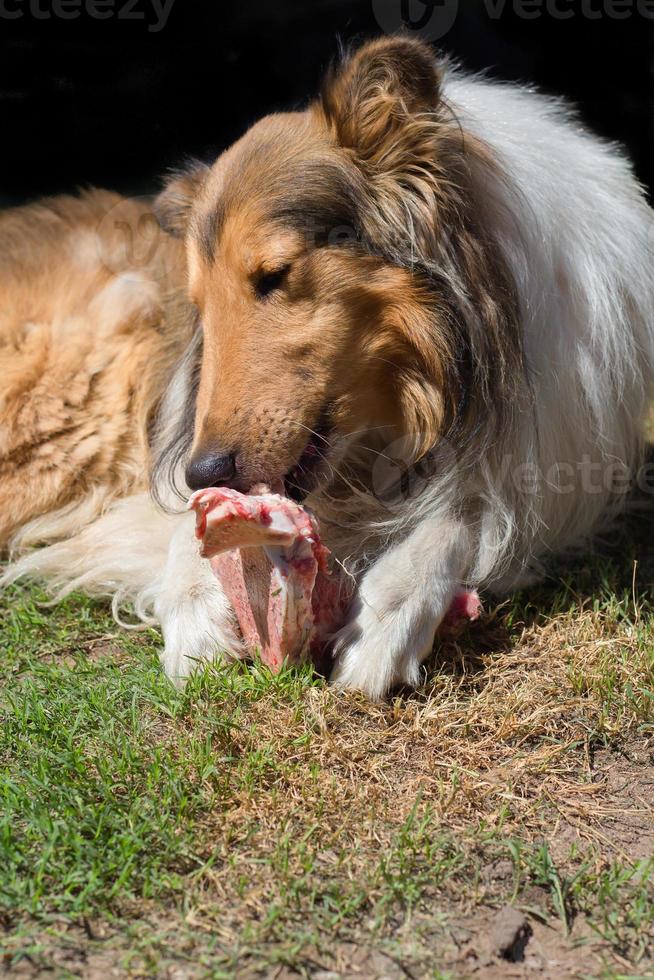 portrait of golden collie dog with a bone with raw meat carrying barf diet photo