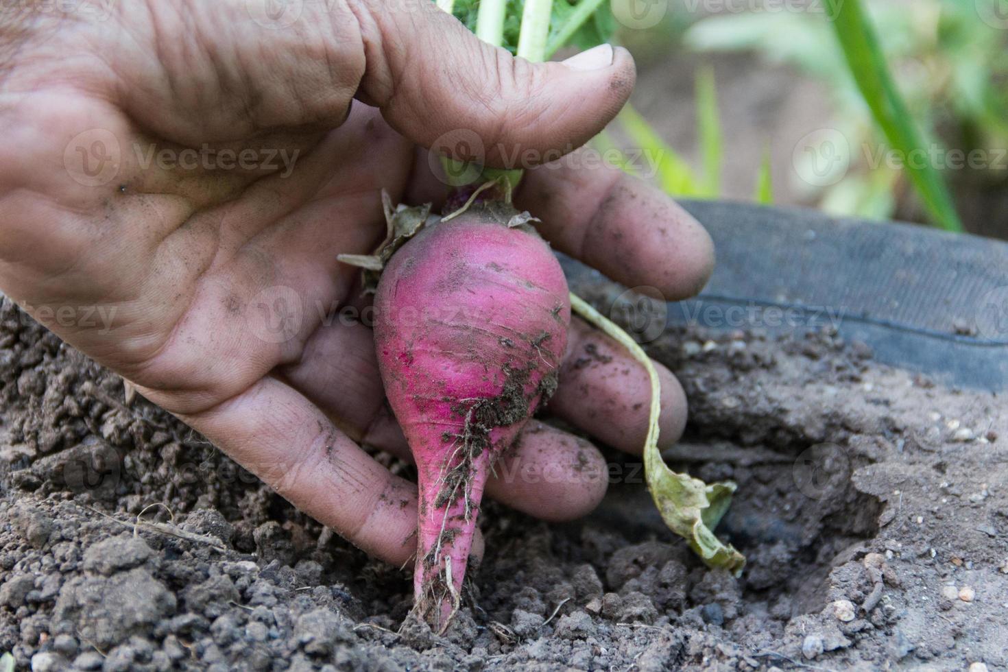 humano mano cosecha arriba el pequeño rábano desde el jardín foto